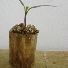 Servicios Especializados