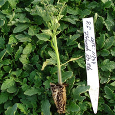 Servicios Especializados