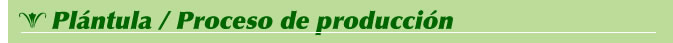 Plántula = Proceso de producción